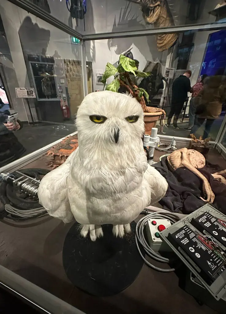 Hedwige - Studios Harry Potter