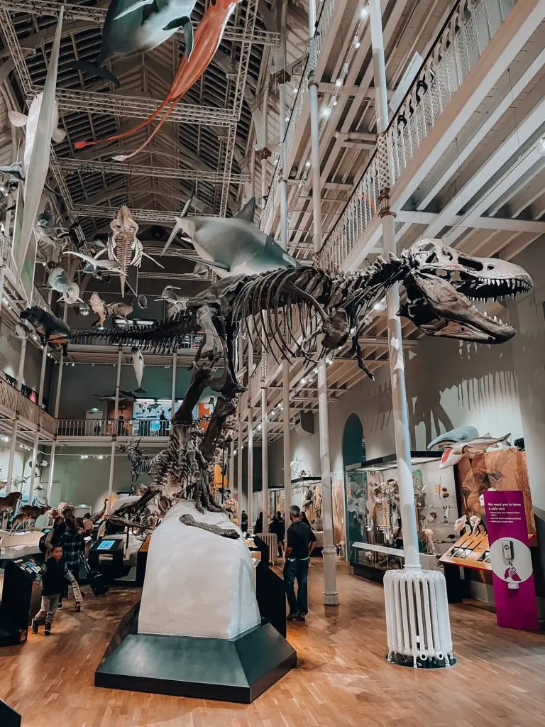 Squelette dinosaure - tyrannosaure - National Museum of Scotland