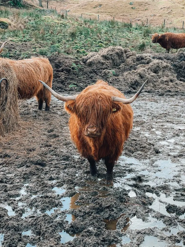 Vache Ecossaise