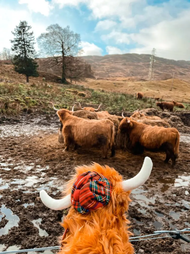 Vache Ecossaise