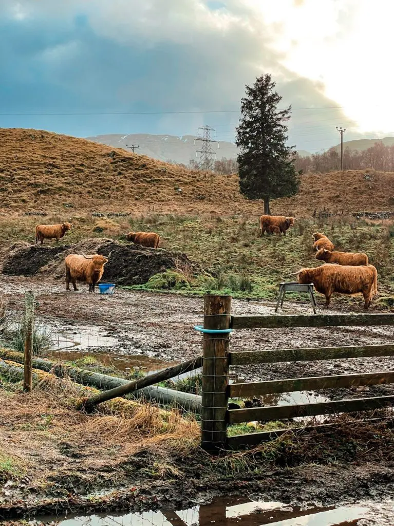 Vache Ecossaise