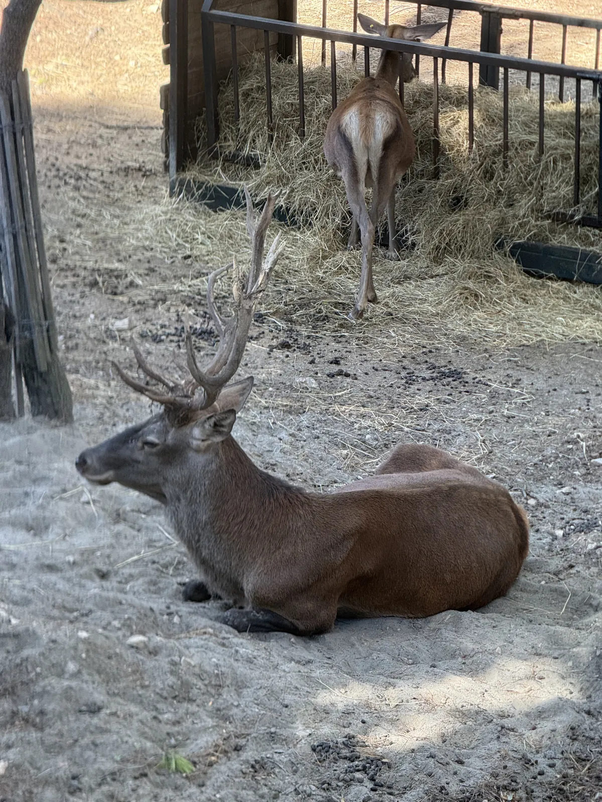 Un cerf couché au soleil près de la mangeoire