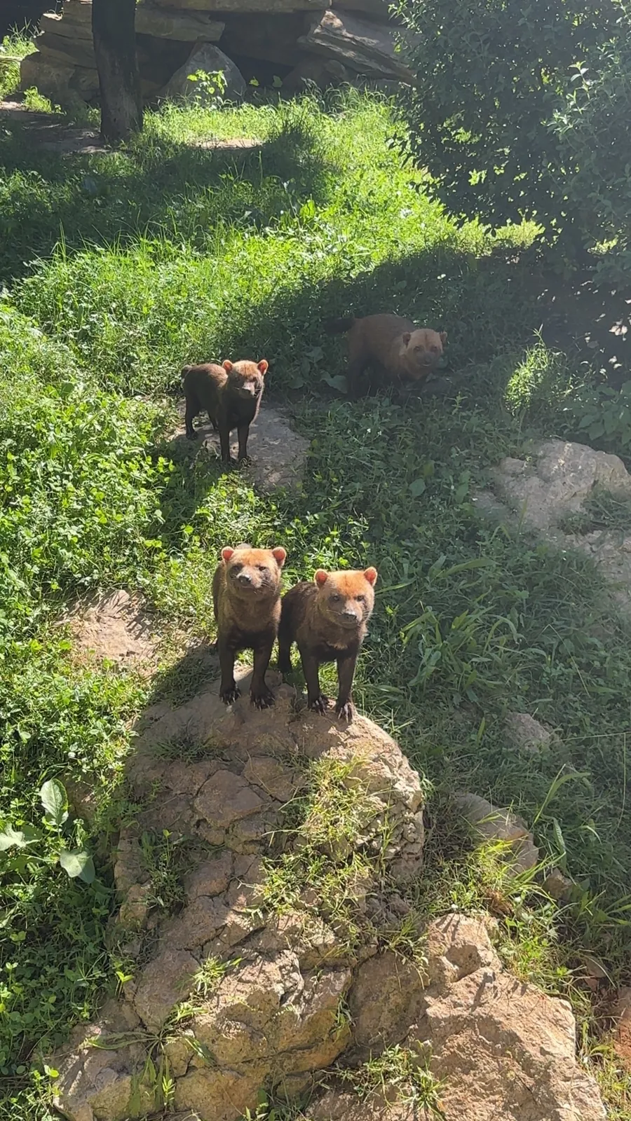 La famille de chiens des buissons dans les herbes hautes