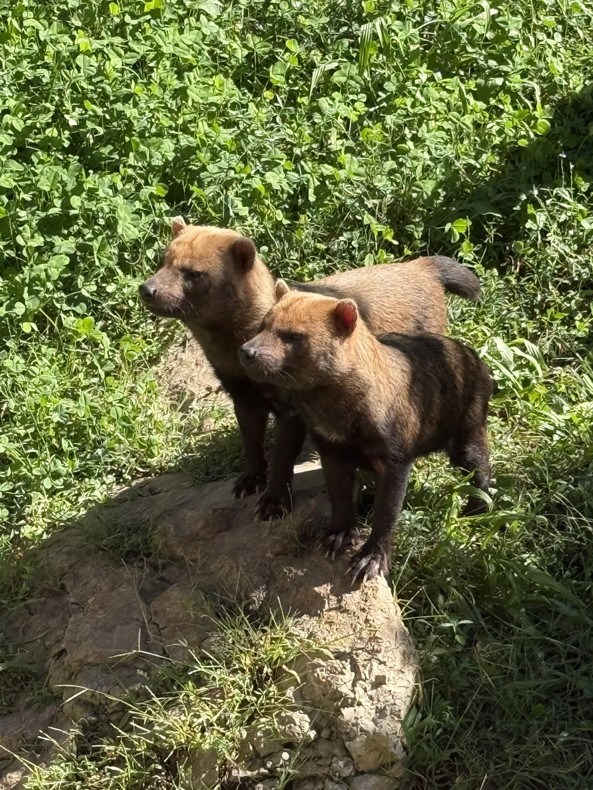 Deux chiens des buissons guettent les visiteurs