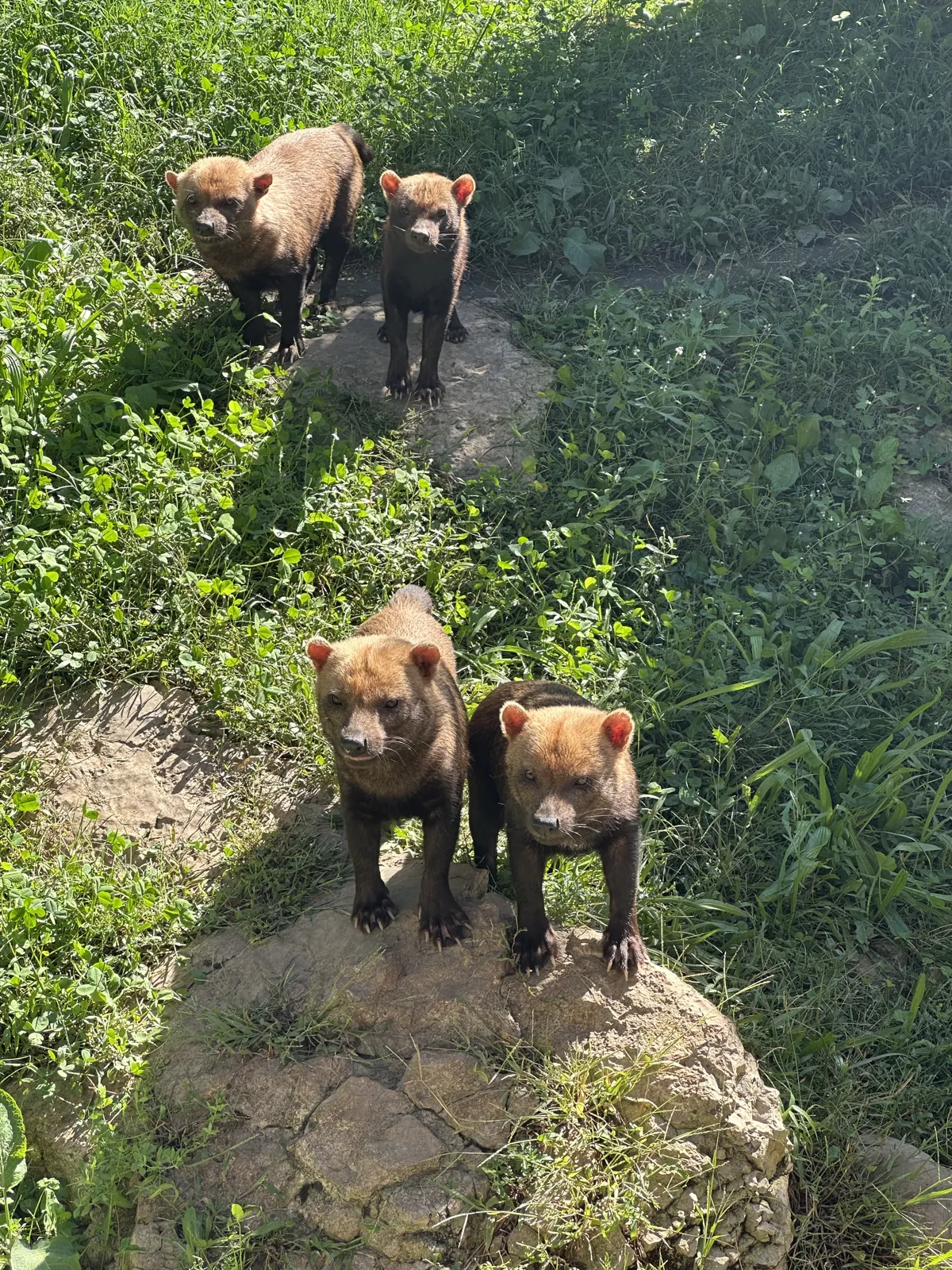 Quatre chiens des buissons sur leur rocher