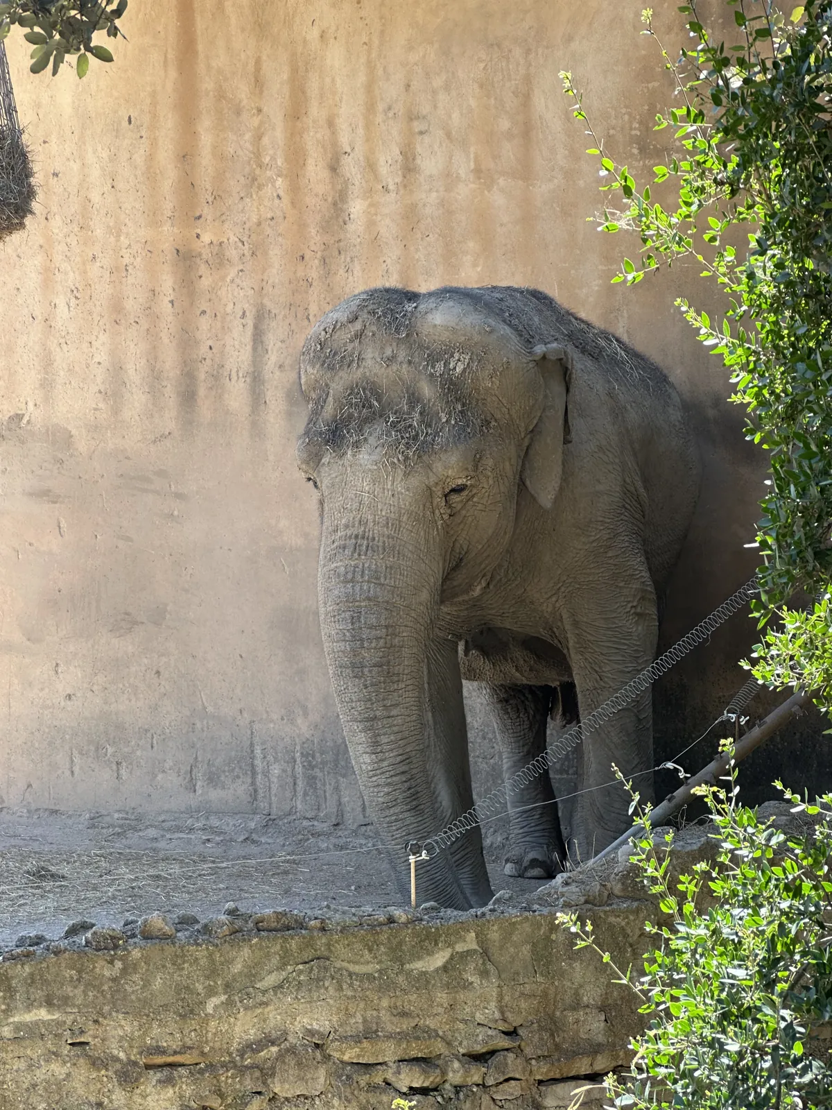 Dora se repose à l'ombre, contre le mur de son enclos