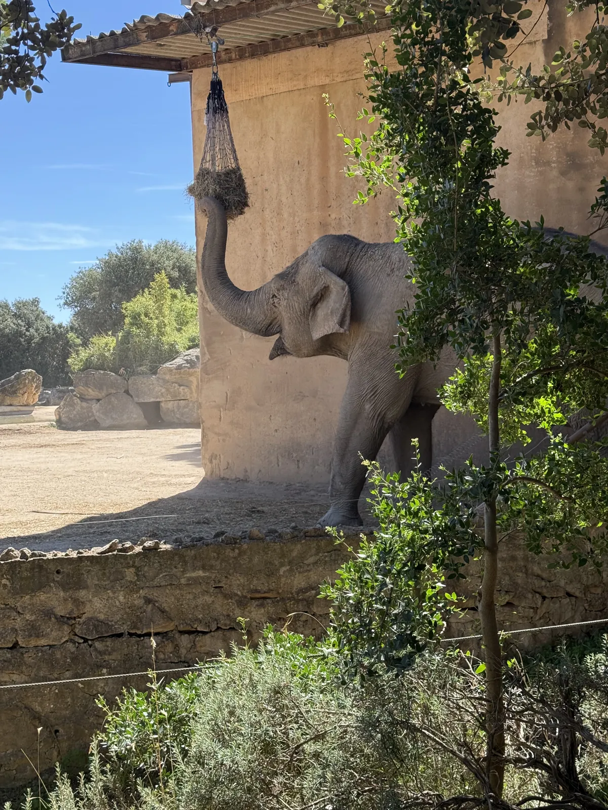 Dora attrape son foin dans un filet suspendu