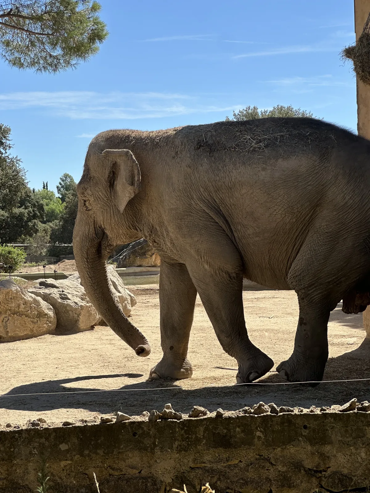 Dora fait le tour de son enclos au soleil