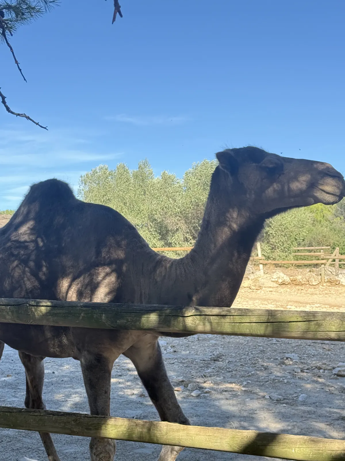 Un dromadaire derrière la barrière de son enclos