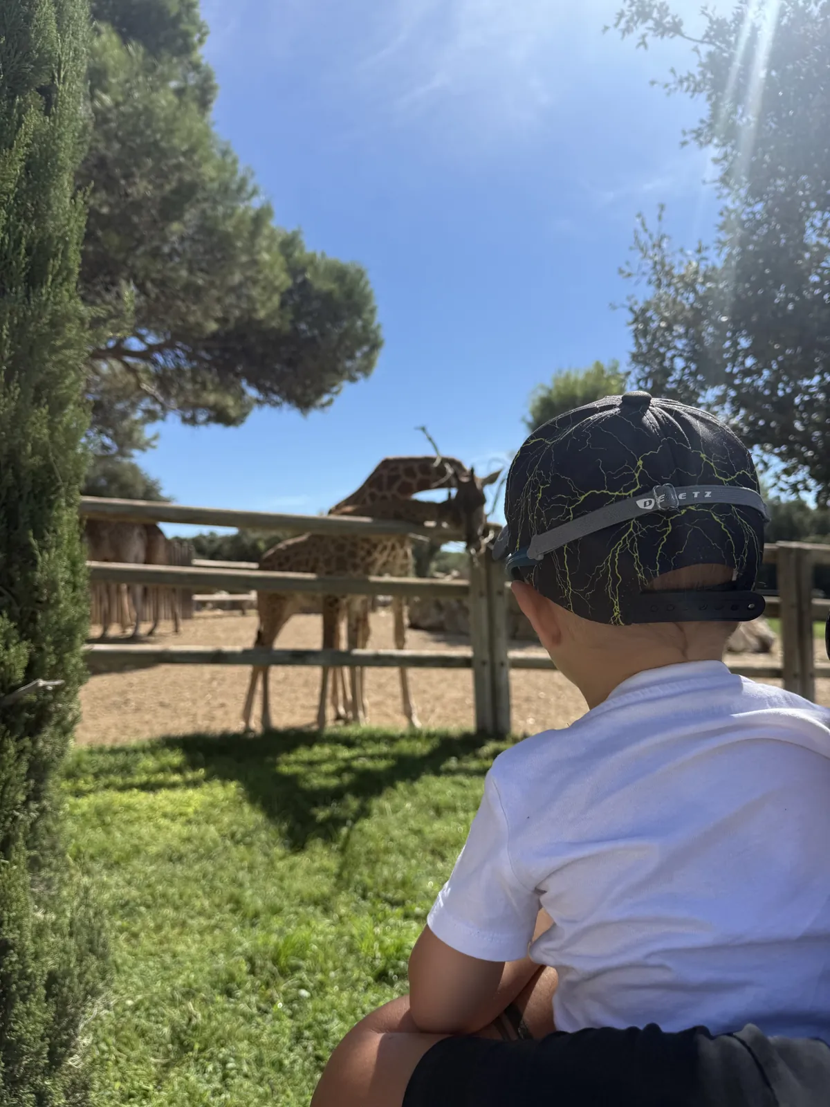 Ethan observe les girafes depuis la pelouse
