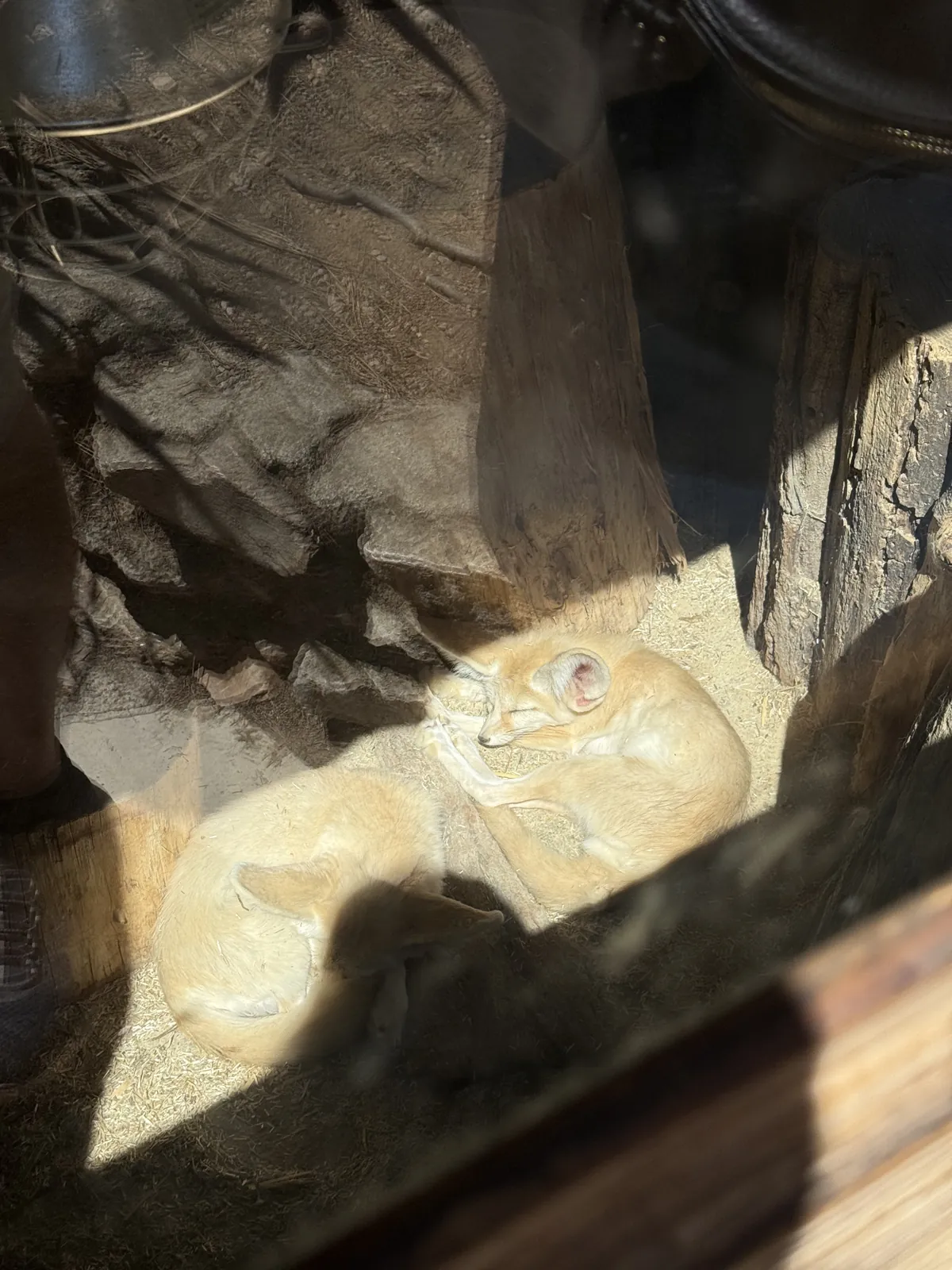 Un fennec endormi, roulé en boule à l'abri