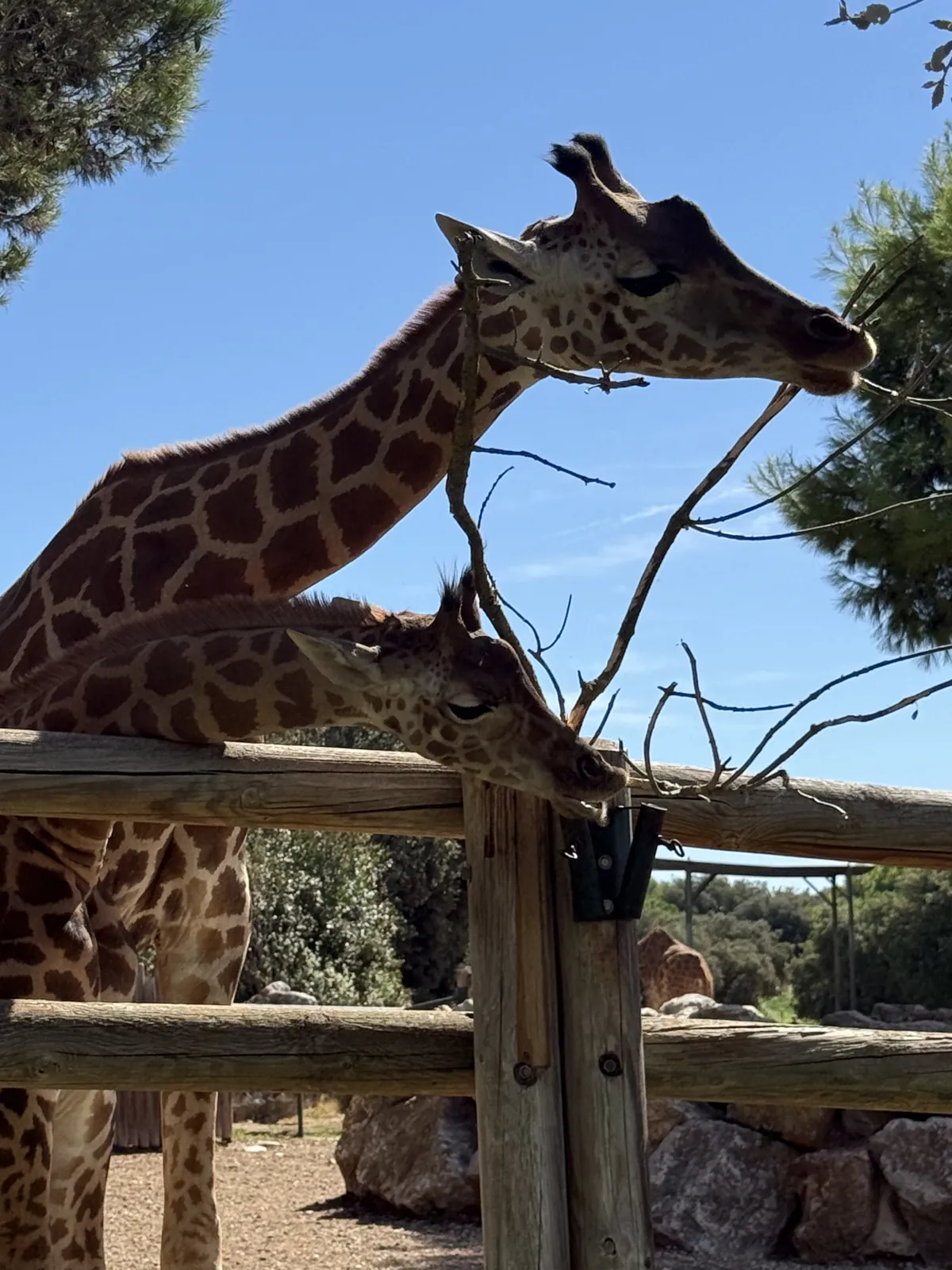 Deux girafes grignotent les branches accrochées à la barrière