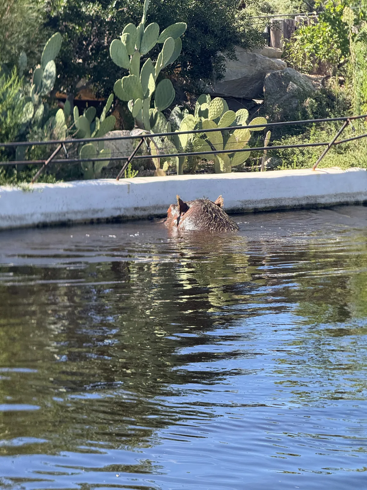 Un hippopotame se rafraîchit dans son bassin