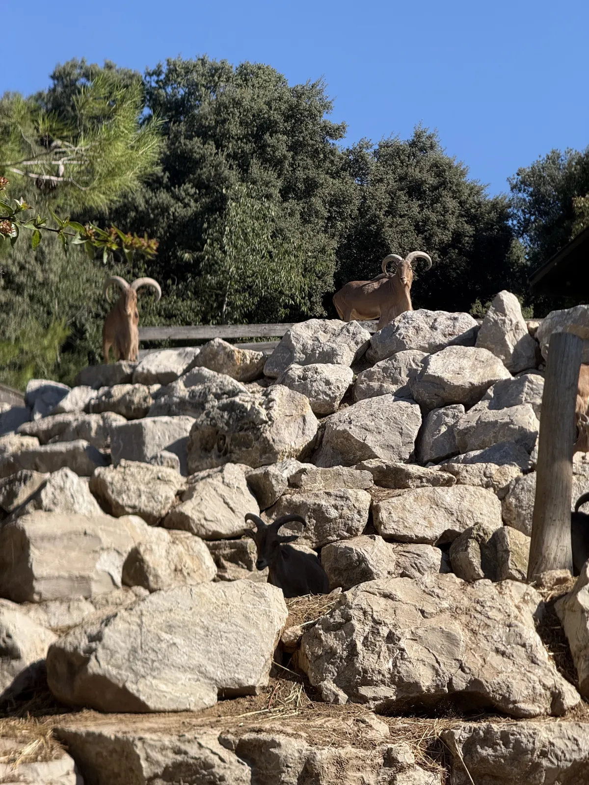 Des mouflons perchés sur les rochers