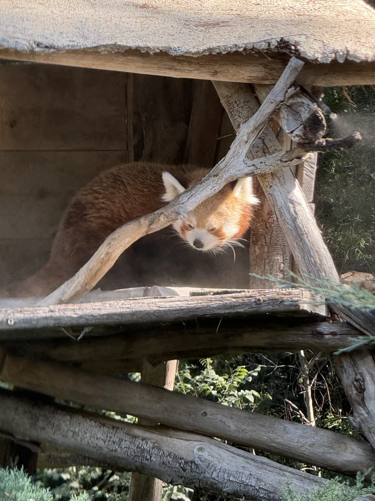 Le panda roux à l'abri dans sa cabane en bois