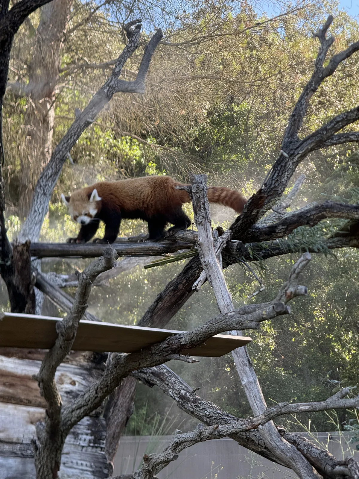 Le panda roux sur les branches de son enclos