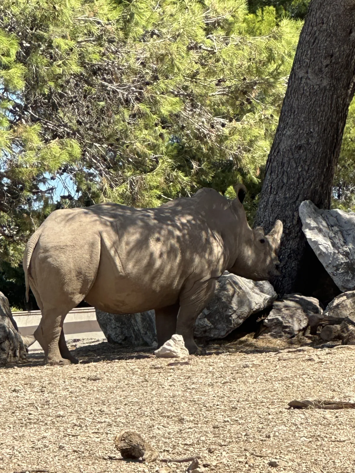 Un rhinocéros à l'ombre des pins