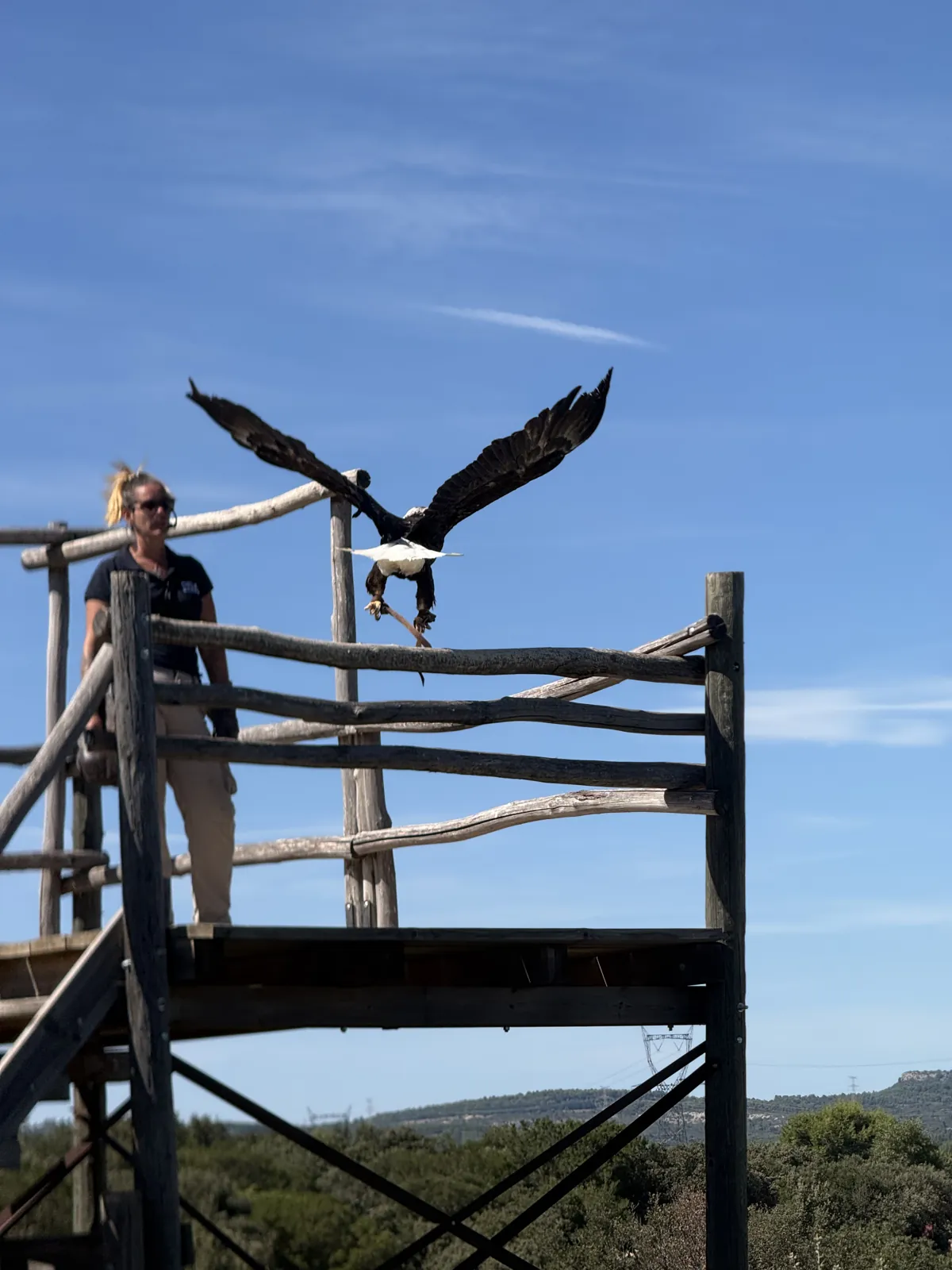 Un pygargue à tête blanche pendant le spectacle d'oiseaux en vol libre