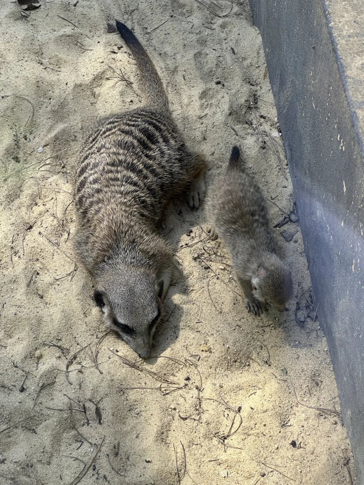 Une suricate et son petit dans le sable