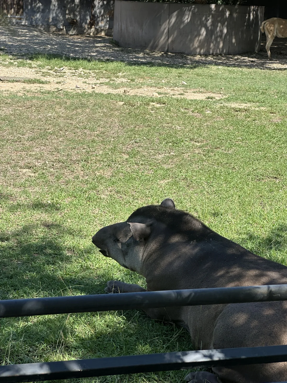Un tapir allongé dans l'herbe