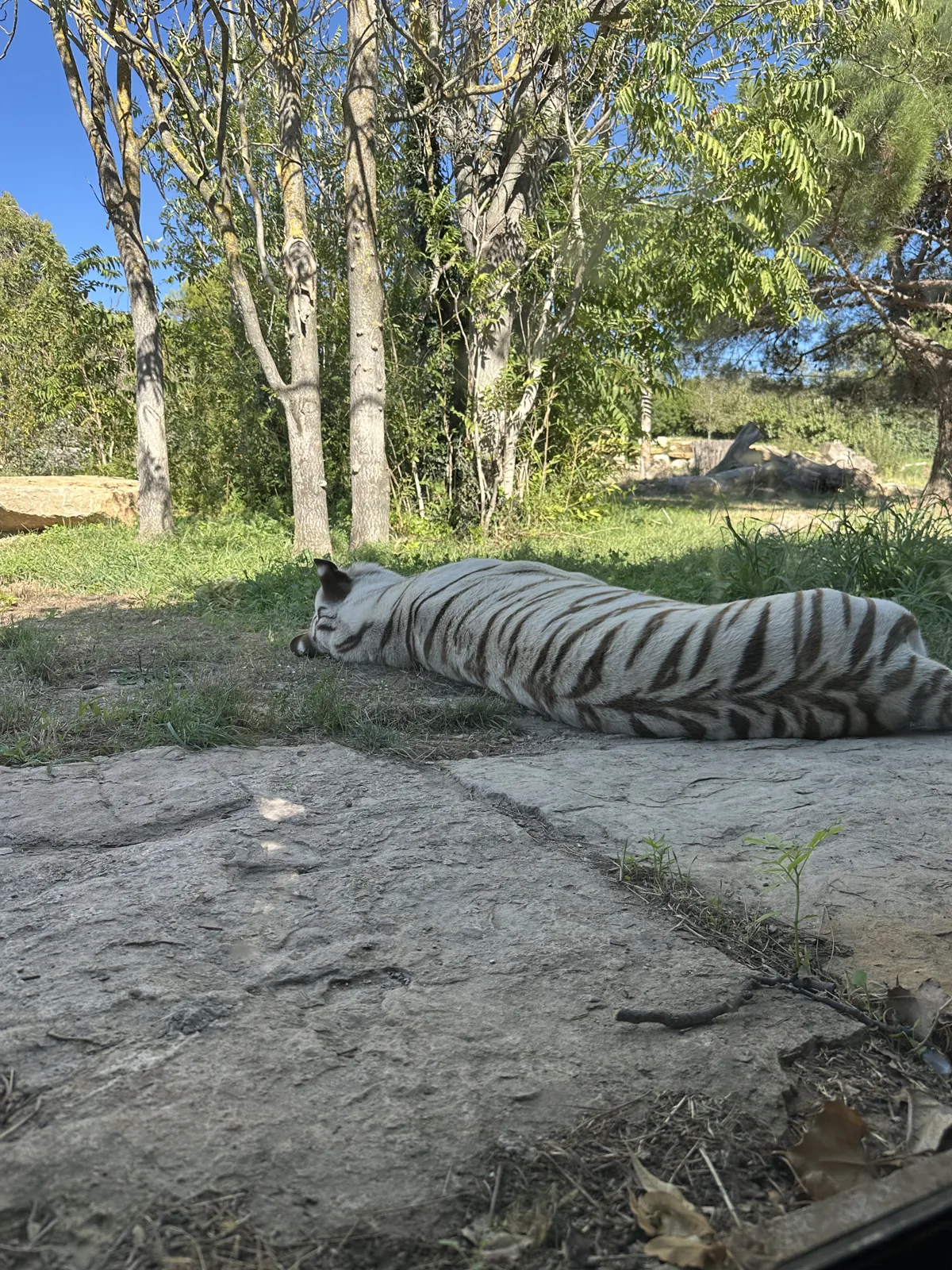 Le tigre blanc allongé dans l'herbe de son enclos