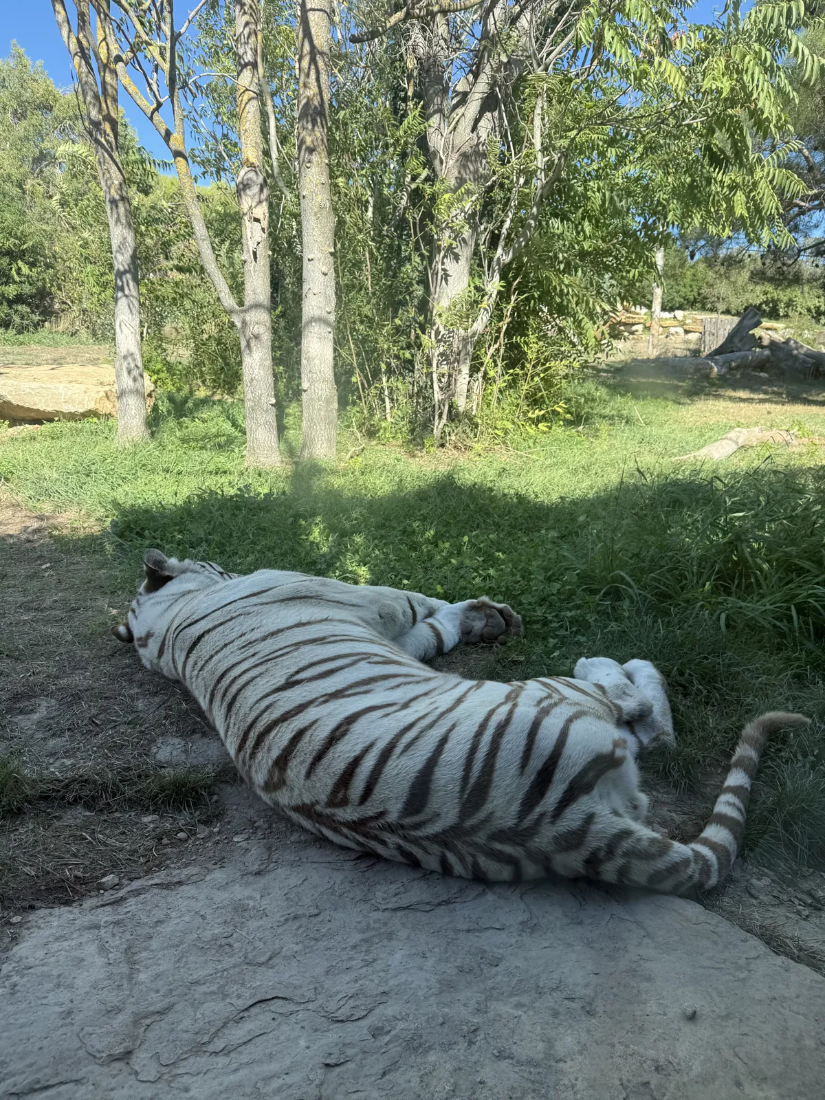 Le tigre blanc fait la sieste à l'ombre des arbres