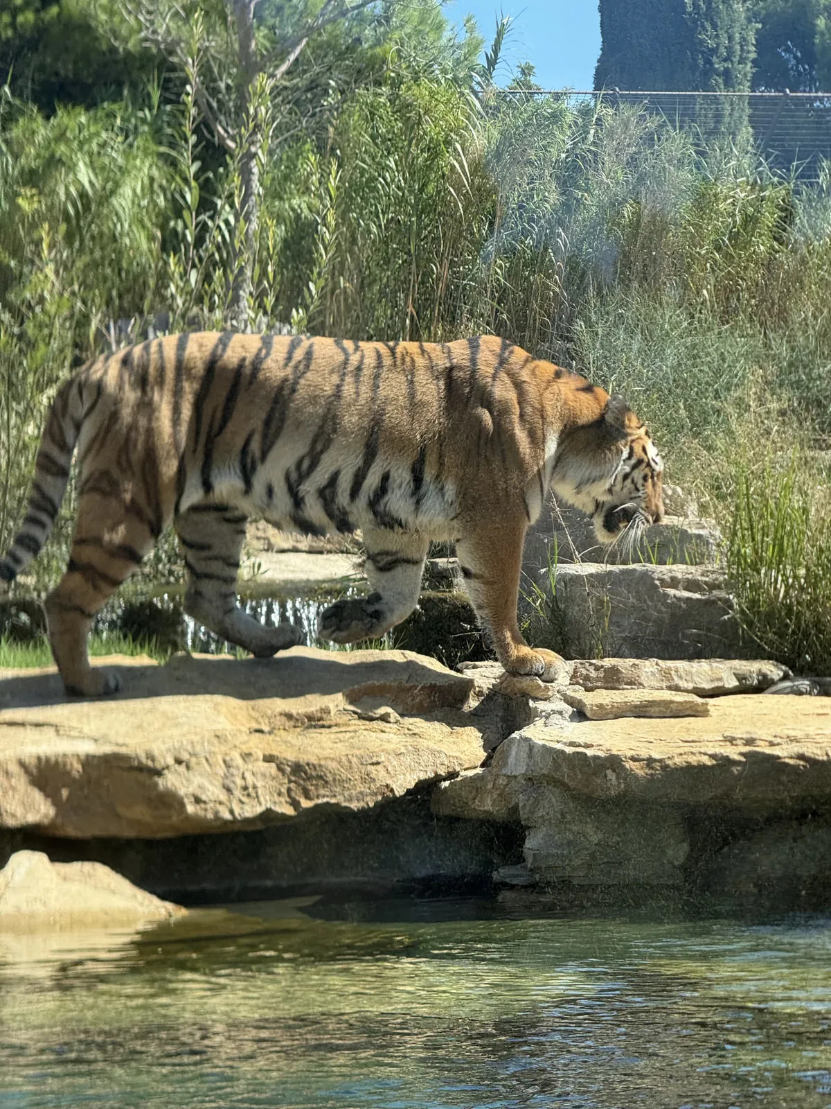 Le tigre de Sibérie longe le bassin de son enclos