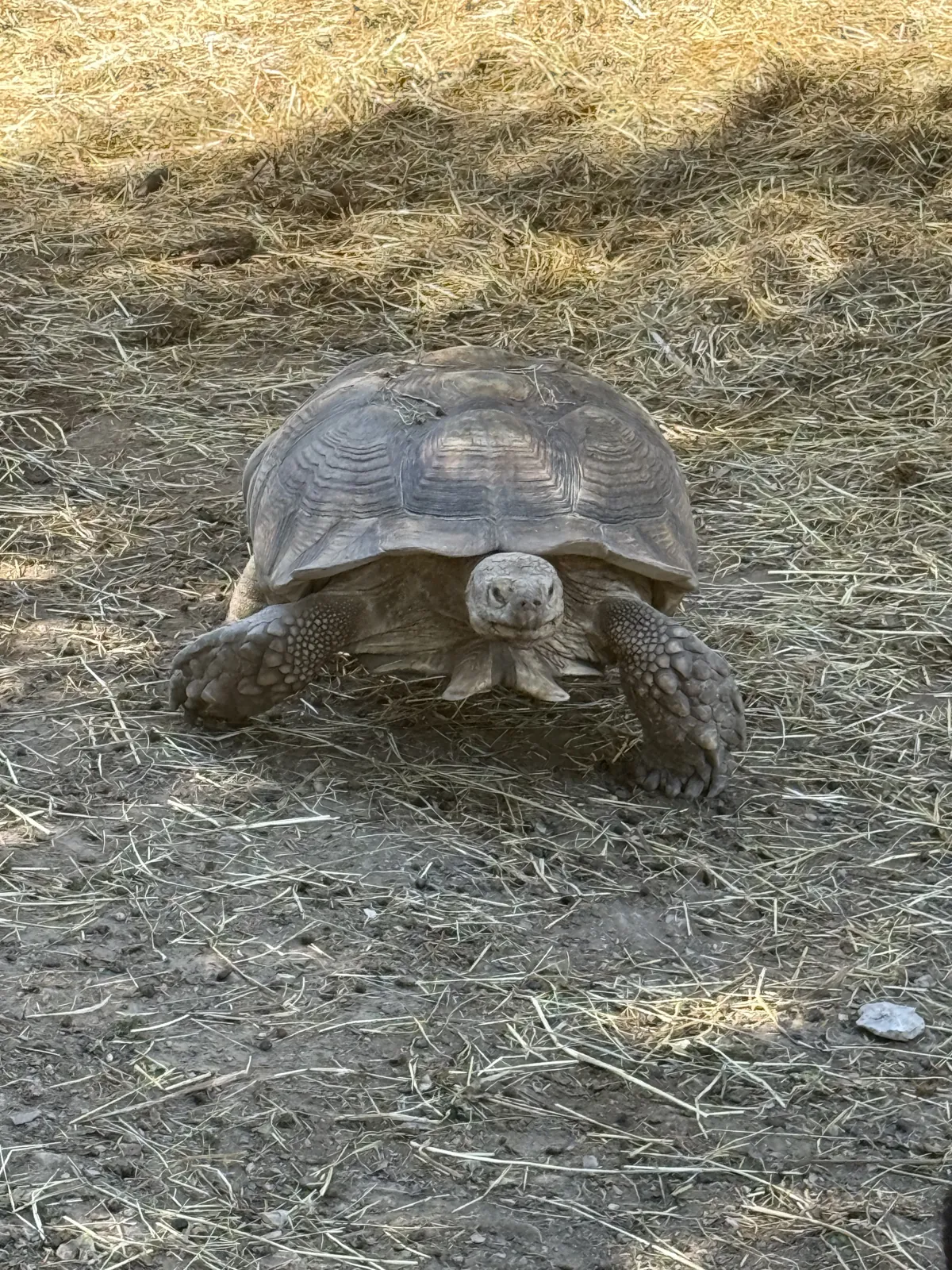 Une grande tortue terrestre avance dans la paille