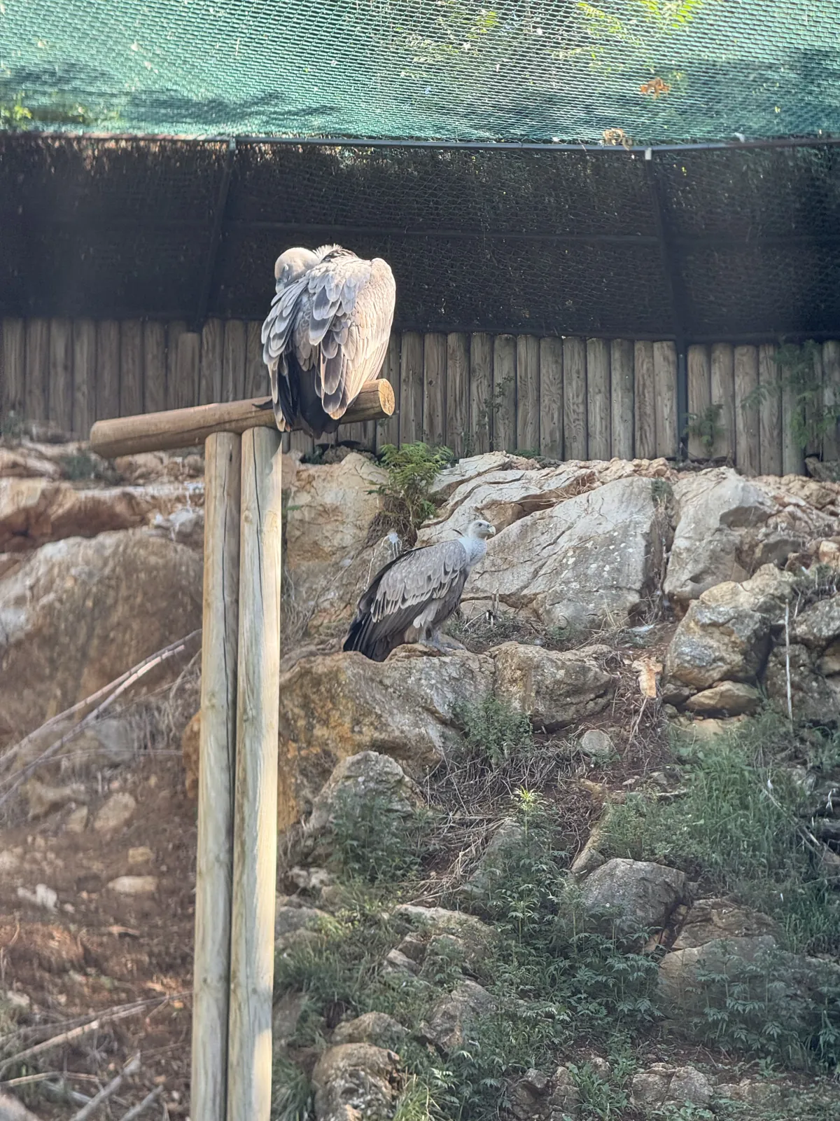 Un vautour perché dans sa volière
