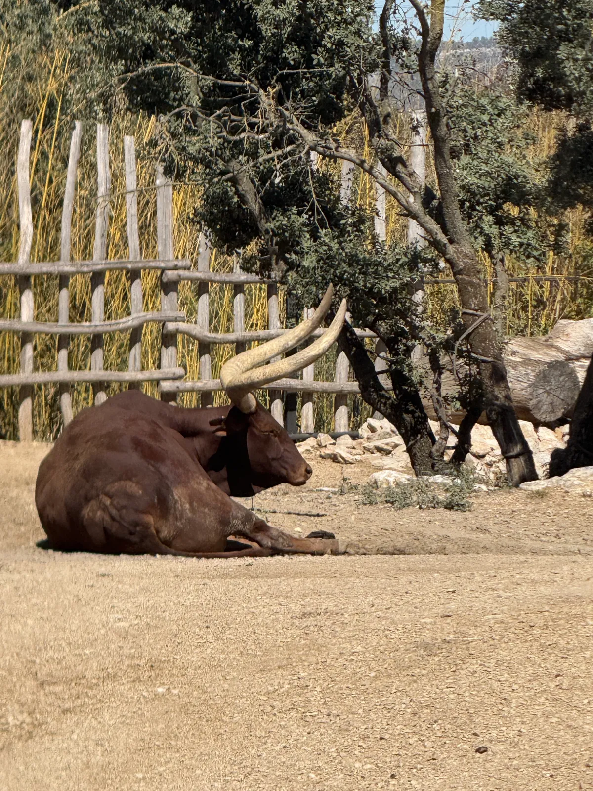 Un bœuf watusi et ses immenses cornes